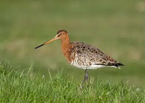 Black Tailed Prints: Icelandic Black-tailed Godwit, Limosa limosa islandica
