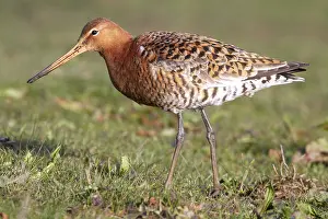 Black Tailed Prints: Icelandic Black-tailed Godwit, Limosa limosa islandica