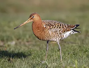 Black Tailed Prints: Icelandic Black-tailed Godwit, Limosa limosa islandica