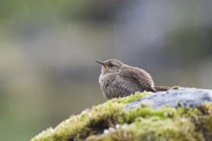 Troglodytes Prints: Icelandic Winter Wren, Troglodytes troglodytes islandicus