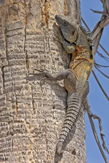 Images Dated 24th March 2023: Iguana spec