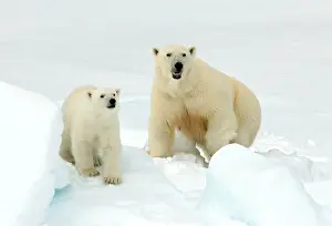 2006 Prints: IJsbeer, Polar Bear, Ursus maritimus