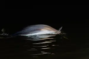 Canal Prints: IJsduiker, Great Northern Diver, Gavia immer