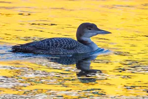 Canal Prints: IJsduiker, Great Northern Diver, Gavia immer