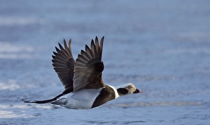Images Dated 3rd March 2013: IJseend, Long-tailed Duck, Clangula hyemalis