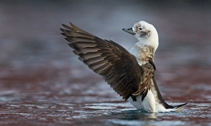 Images Dated 3rd March 2013: IJseend, Long-tailed Duck, Clangula hyemalis
