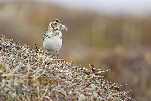 Images Dated 9th June 2005: IJsgors, Lapland Longspur, Calcarius lapponicus