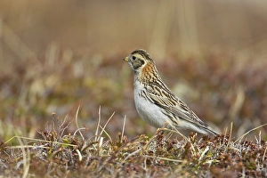 Images Dated 9th June 2005: IJsgors, Lapland Longspur, Calcarius lapponicus