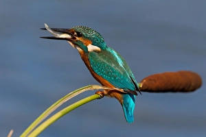 Images Dated 7th October 2010: IJsvogel, Common Kingfisher, Alcedo atthis