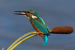 Images Dated 7th October 2010: IJsvogel, Common Kingfisher, Alcedo atthis