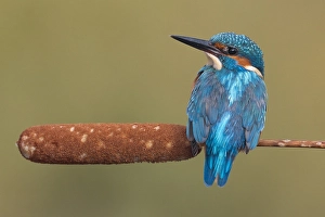 Images Dated 3rd October 2010: IJsvogel, Common Kingfisher, Alcedo atthis