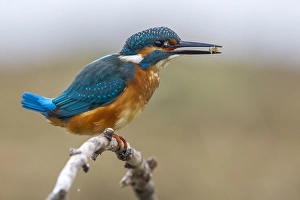Images Dated 28th September 2013: IJsvogel, Common Kingfisher, Alcedo atthis