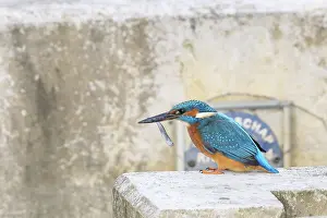 Fisherman Prints: IJsvogel, Common Kingfisher, Alcedo atthis