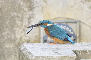 Fisherman Prints: IJsvogel, Common Kingfisher, Alcedo atthis