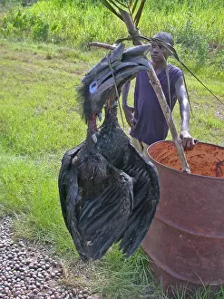 Images Dated 10th April 2005: Illegal caught Abyssinian Ground Hornbill in Cameroon