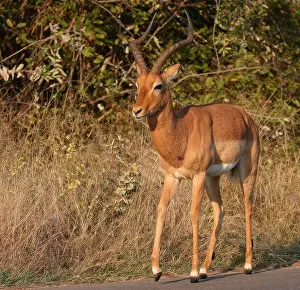 2025 Prints: Impala, Impala, Aepyceros melampus