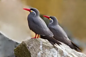Images Dated 6th December 2009: Inca Tern