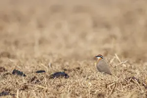 Country Prints: Indian Courser, Cursorius coromandelicus