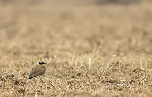 Country Prints: Indian Courser, Cursorius coromandelicus