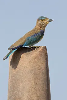 Indian Roller Prints: Indian Roller