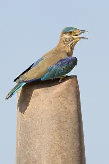 Indian Roller Prints: Indian Roller