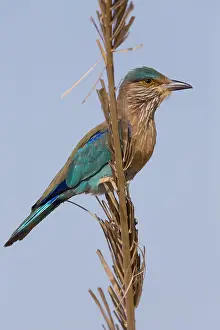 Indian Roller Prints: Indian Roller