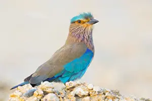 Indian Roller Prints: Indian Roller
