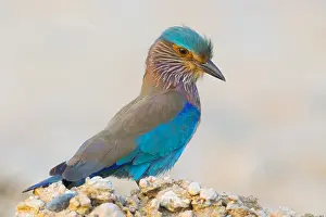 Indian Roller Prints: Indian Roller