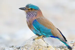 Indian Roller Prints: Indian Roller