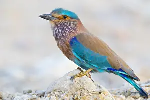 Indian Roller Prints: Indian Roller