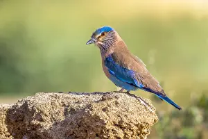 Images Dated 11th October 2015: Indian Roller, Indische Scharrelaar, Coracias benghalensis bengh