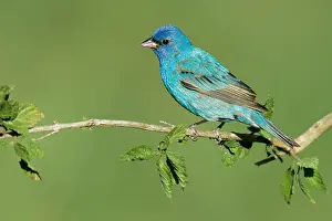 Images Dated 23rd April 2005: Indigogors, Indigo Bunting, Passerina cyanea