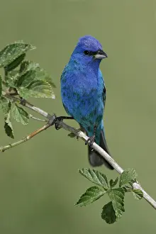 Images Dated 23rd April 2005: Indigogors, Indigo Bunting, Passerina cyanea