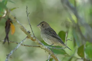 Zuijderduijn Prints: Indigogors, Indigo Bunting, Passerina cyanea