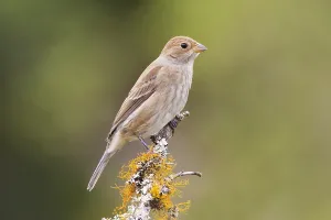 Images Dated 15th October 2010: Indigogors, Indigo Bunting; Passerina cyanea