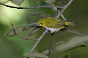 Images Dated 22nd February 2008: Indische Brilvogel, Oriental White-eye, Zosterops palpebrosus eg