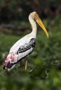 Nimmerzat Prints: Indische Nimmerzat, Painted Stork, Mycteria leucocephala