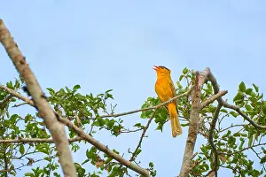 Beauty Prints: Inti Tanager, Heliothraupis oneilli
