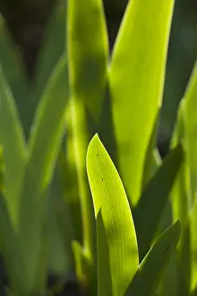 Lissenfamilie Prints: Iris blad, Iris leaf