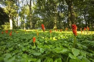 Stinsenflora Prints: Italian Lords-and-Ladies; Arum italicum