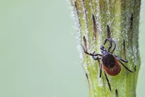 Images Dated 18th July 2020: Ixodes ricinus