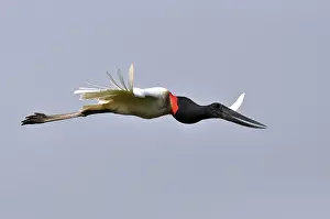 Images Dated 18th August 2010: Jabiroe, Jabiru, Jabiru mycteria