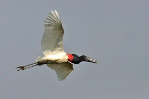 Images Dated 18th August 2010: Jabiroe, Jabiru, Jabiru mycteria