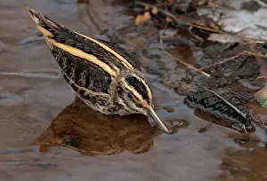 Ditch Prints: Jack Snipe, Lymnocryptes