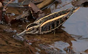 Lymnocryptes Prints: Jack Snipe, Lymnocryptes