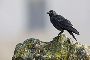 Images Dated 21st June 2015: Jackdaw
