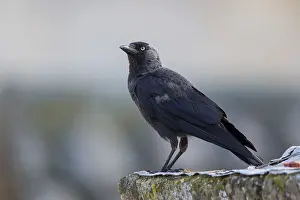 Images Dated 21st June 2015: Jackdaw