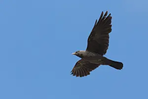 Images Dated 21st June 2015: Jackdaw in flight