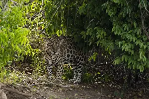 Images Dated 27th September 2015: A Jaguar, Panthera onca, hides in vegetation along the Cuiaba River