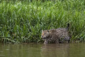 Images Dated 27th September 2015: A Jaguar, Panthera onca, walking along Cuiaba River